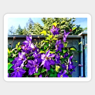 Clematis - Solina Clematis on Fence Sticker